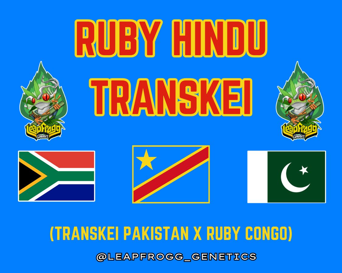 Ruby Hindu Transkei (Transkei Pakistan x Ruby Congo)