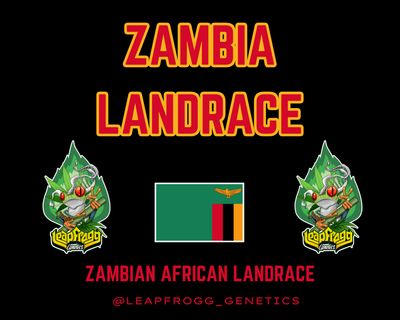 Zambia (Zambian African Landrace)