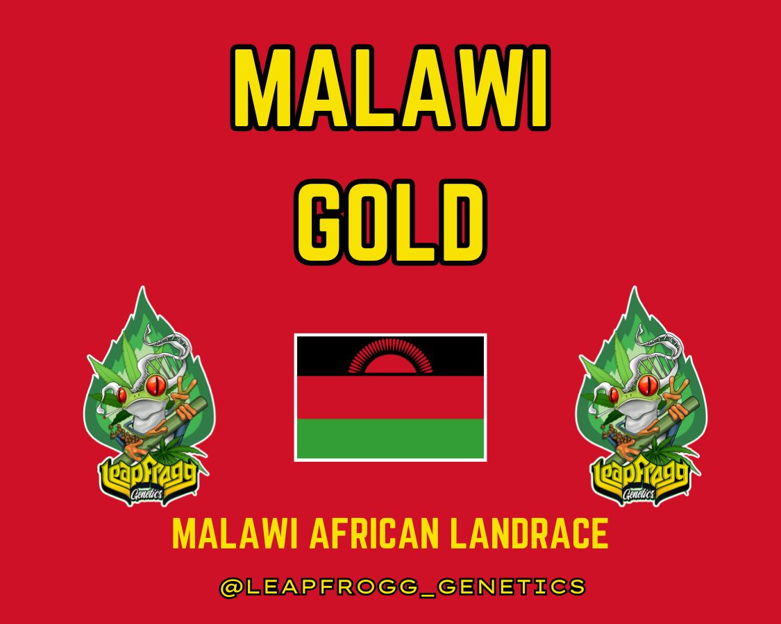 Malawi Gold (Malawi African Landrace)