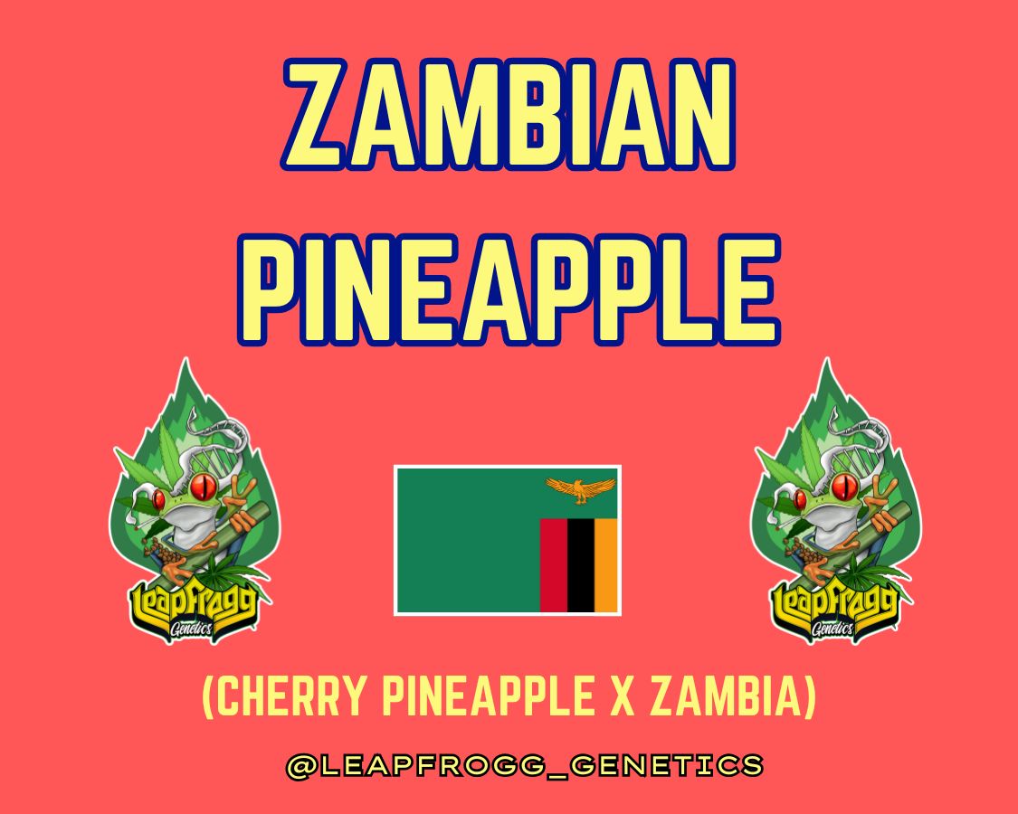 Zambian Pineapple (Cherry Pineapple x Zambia) Zambian Pineapple (Cherry Pineapple x Zambia)