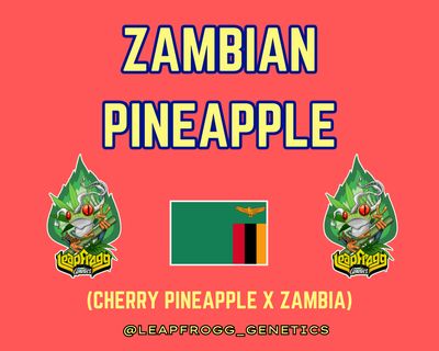 Zambian Pineapple (Cherry Pineapple x Zambia)