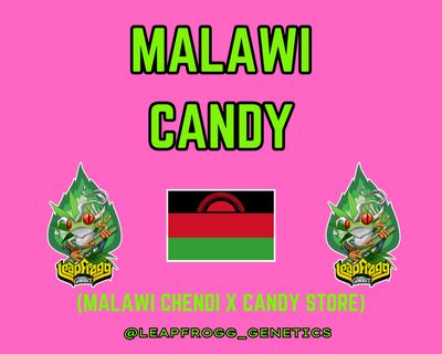 Malawi Candy (Malawi Chendi x Candy Store)