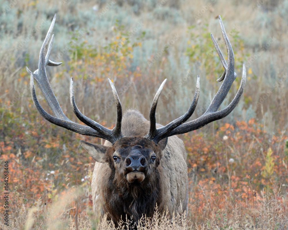 Elk