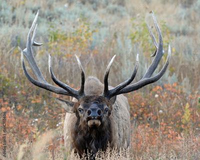 Elk