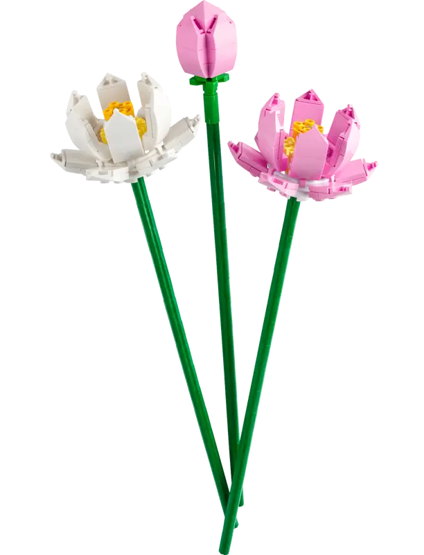 Flores de loto