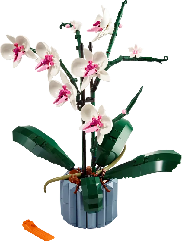Orquídea