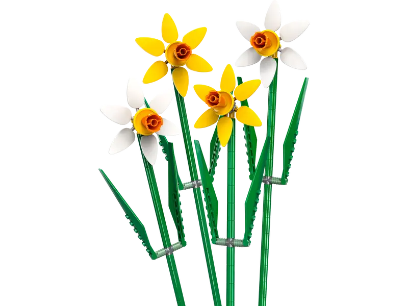 Narcisos