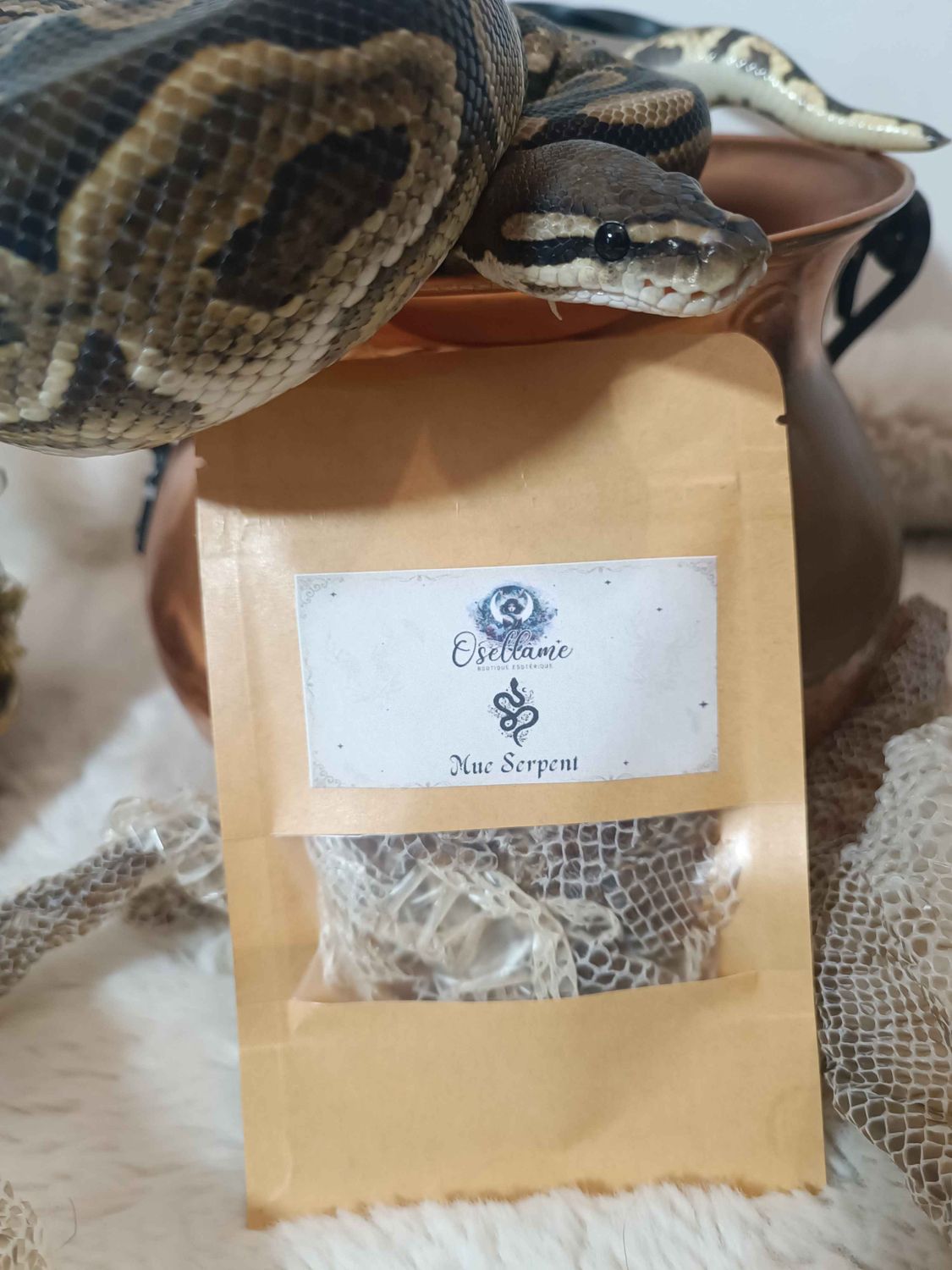 Sachet de mue de Serpent