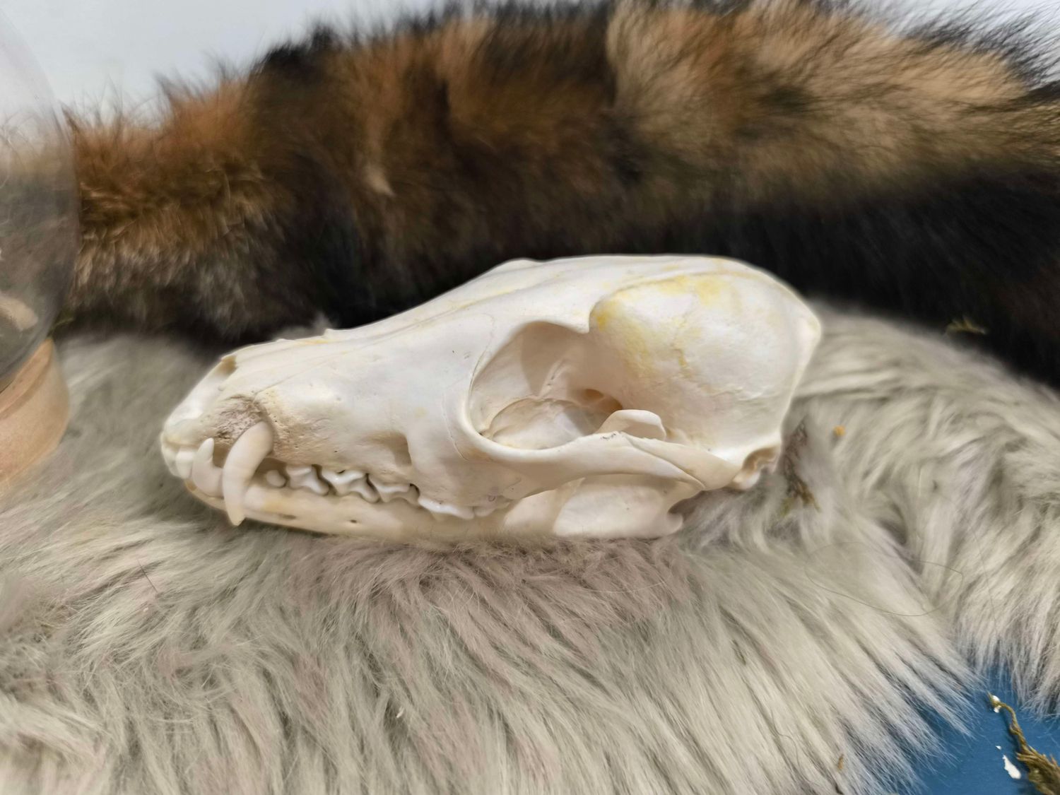 Crâne de Renard – Relique du Vivant