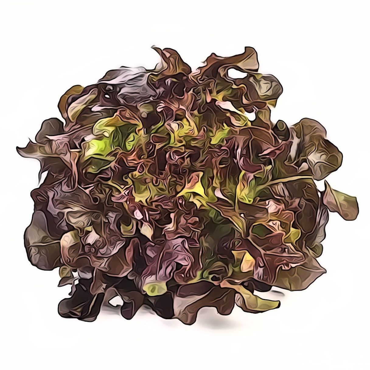 Eichblatt Rot  CH KNO