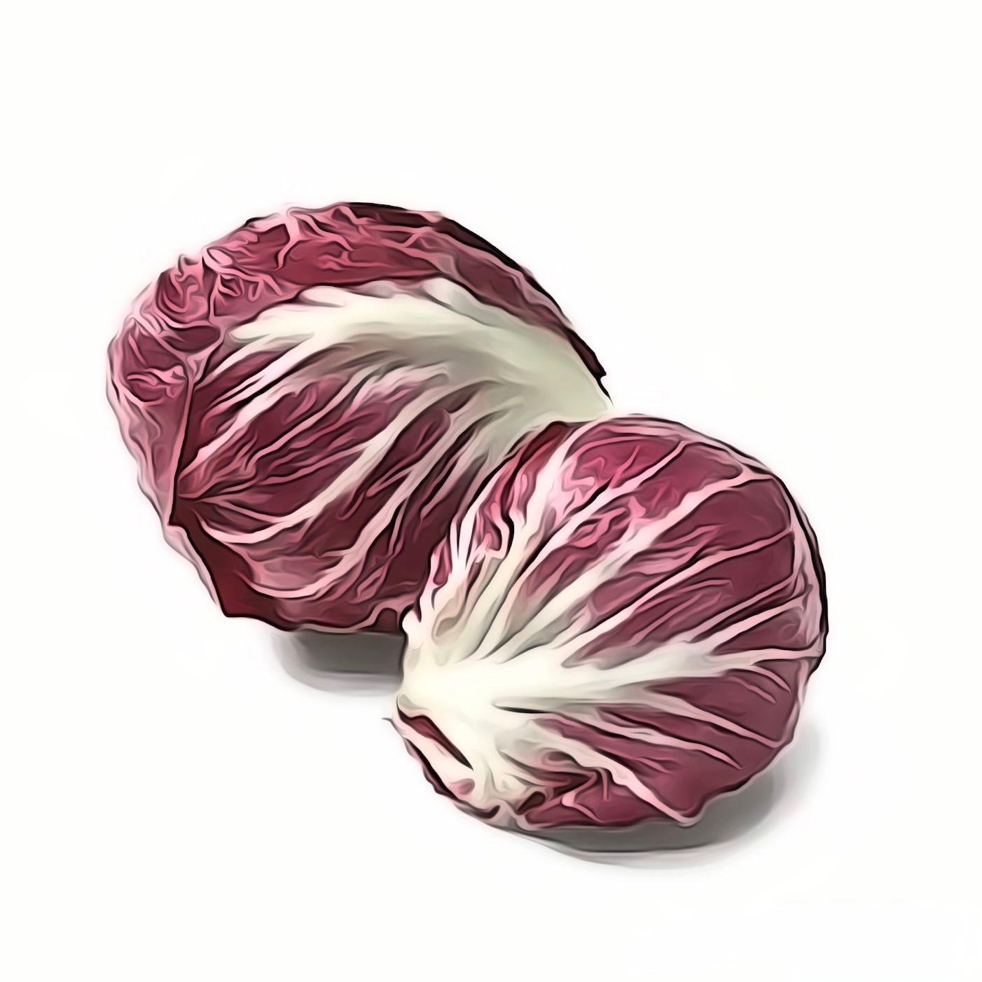 Cicorino Rot  CH KNO