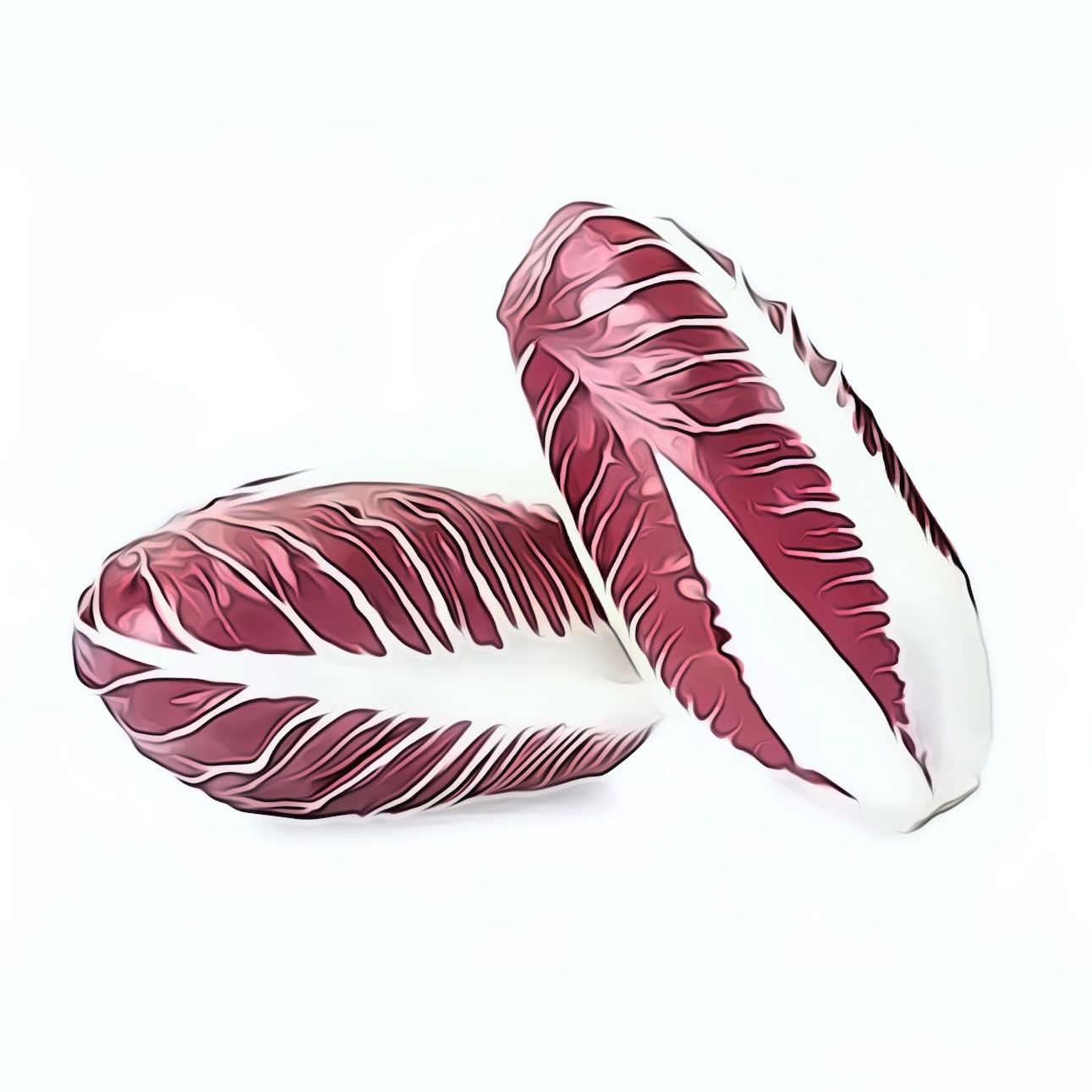 Cicorino Trevisano  CH KNO