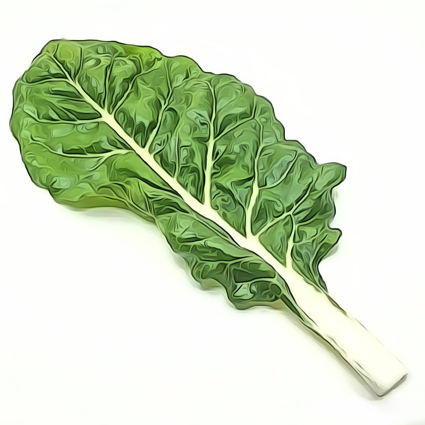 Krautstiele Weiss  CH KNO