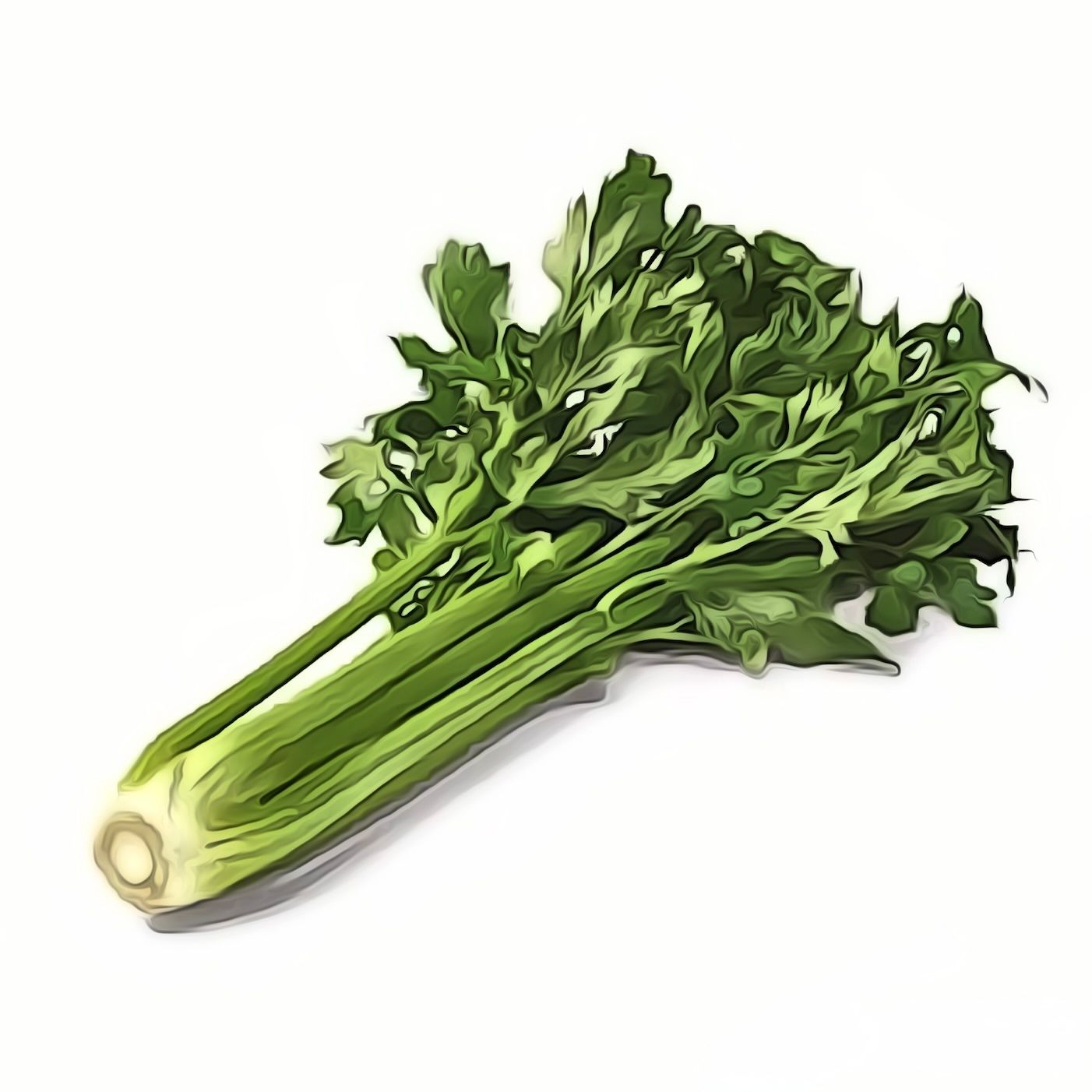 Stangensellerie  CH KNO