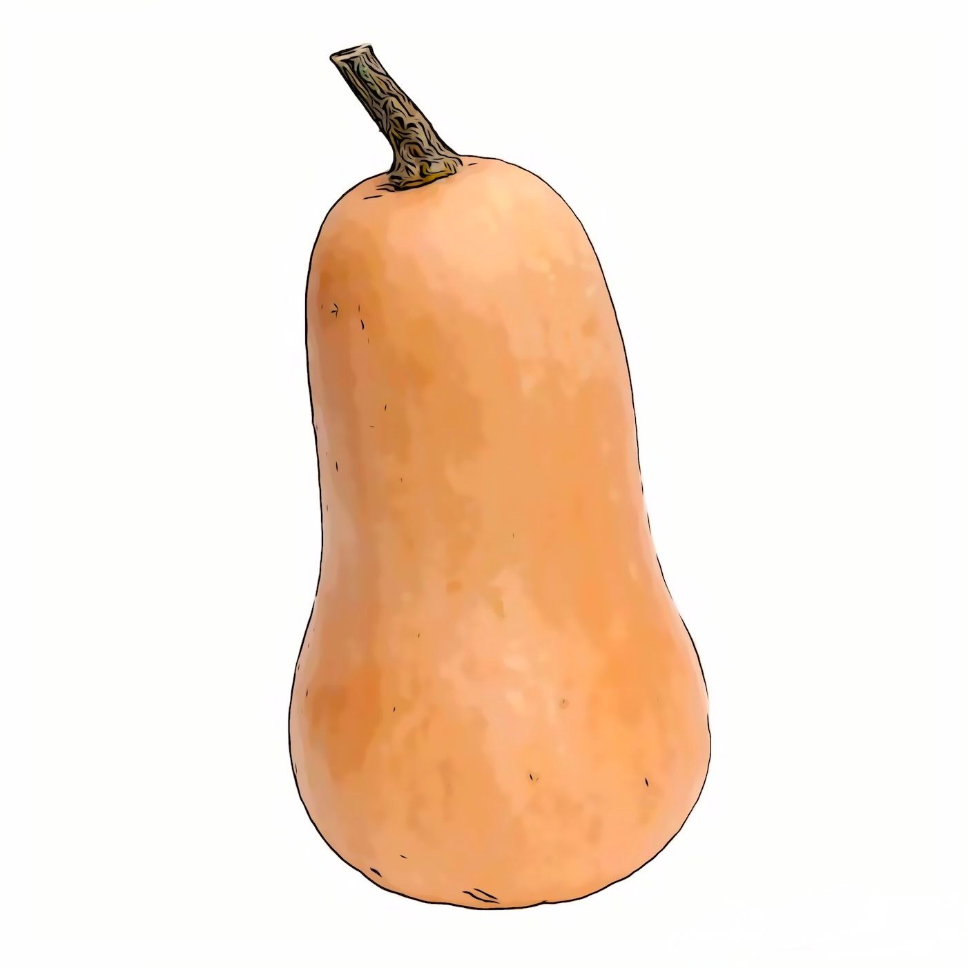 Kürbis Butternut  CH DEM