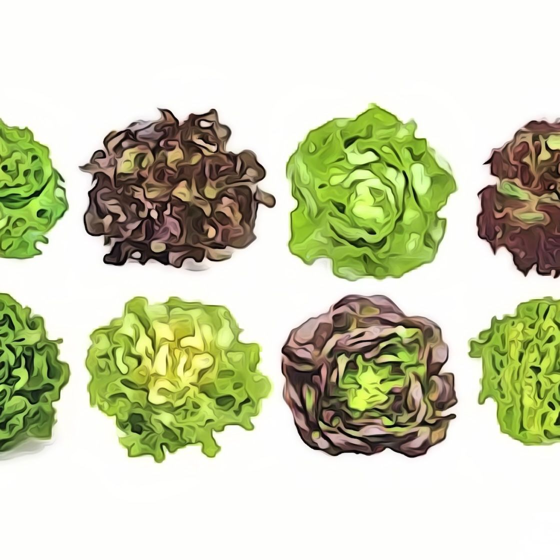 Salate Assortiert  CH DEM