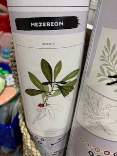 Coloready Mazereon Botanical