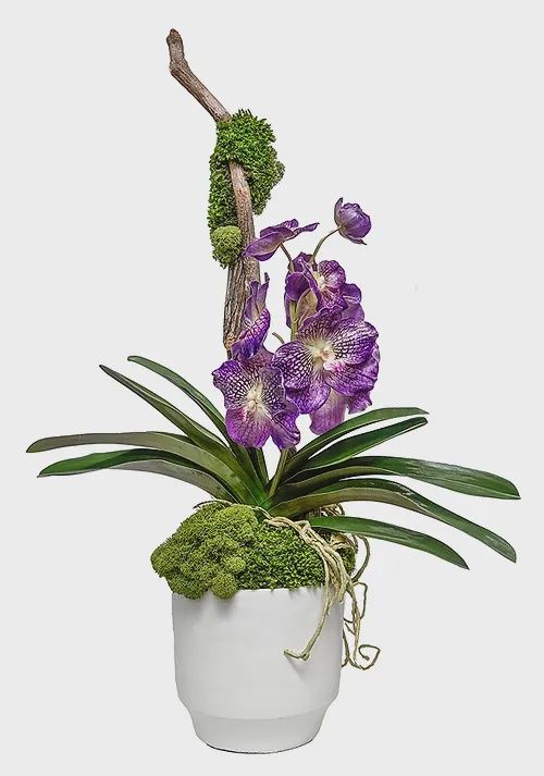 Ivy guild Glendale Pot with Vanda