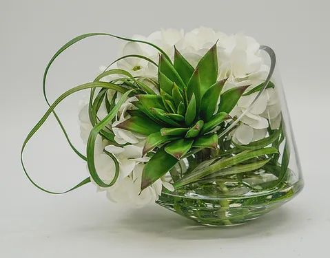 Ivy Guild Hydrangia Ech Glass