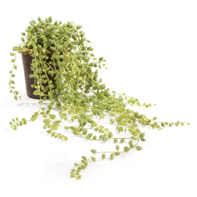 Napa 17" drop in string of pearls