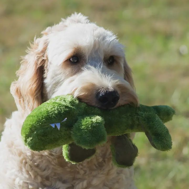 PS Mini Plush Alligator Dog Toy