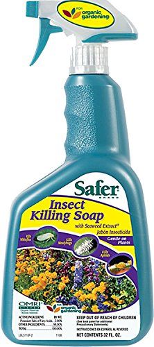 Safer Brand Insect Killing Soap