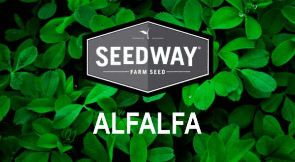 Alfalfa FSG 431 RRLH