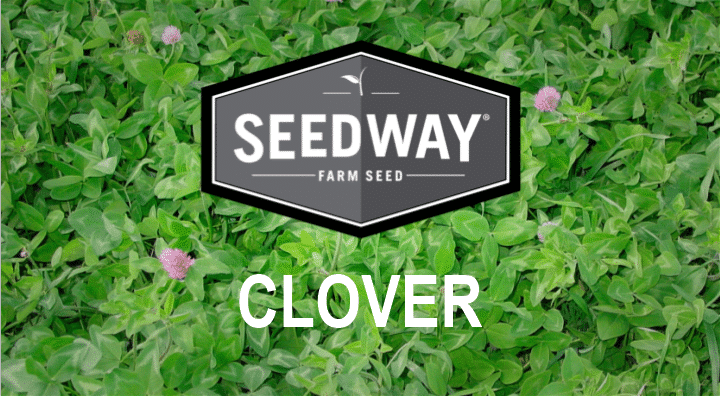 Crusade White Clover