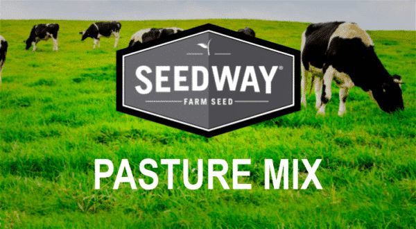 Pro Beef Pasture mix