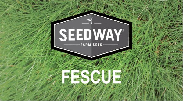 Dominate Tall Fescue 50#