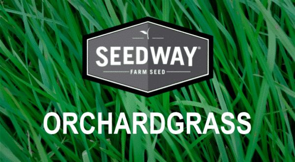 Everlast Orchardgrass