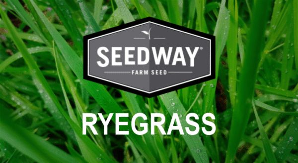 Fria Annual Ryegrass 50lb