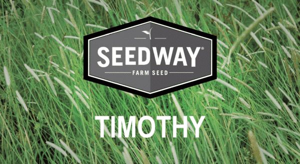 Saddlebred Timothy