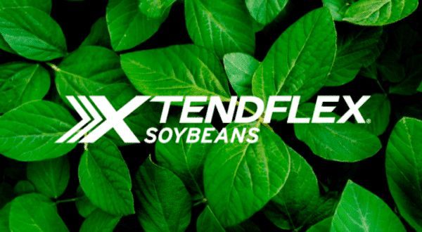 SG 3943 XTF PI Soybean