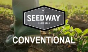 Seedway SG 2923 Plain Soybean