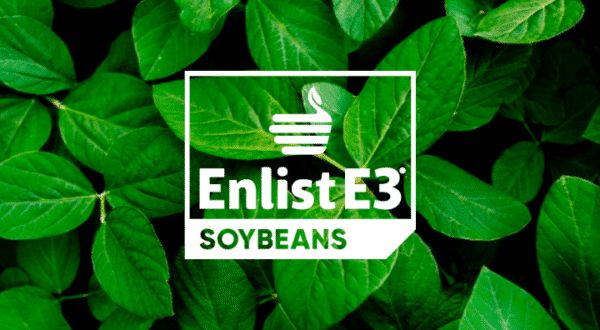 SG 2923 E3 PI Soybean