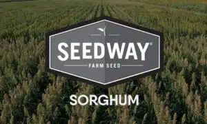SGS 251 Grain Sorghum