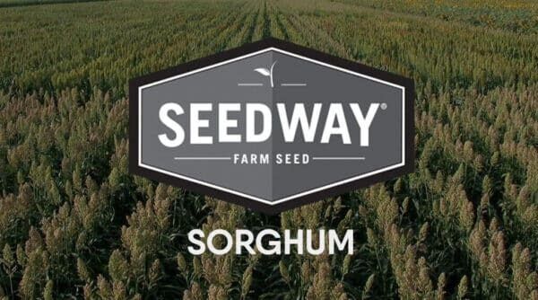 SSA M31 BMR6 DS (Leafy BMR 6 Hybrid Sudangrass)