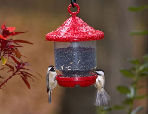 GC - Songbird Essentials -  Bird Feeder - Clingers Only - Red