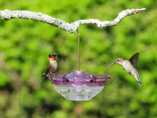 Hummzinger Humm Blossom Hummingbird Feeder Plum