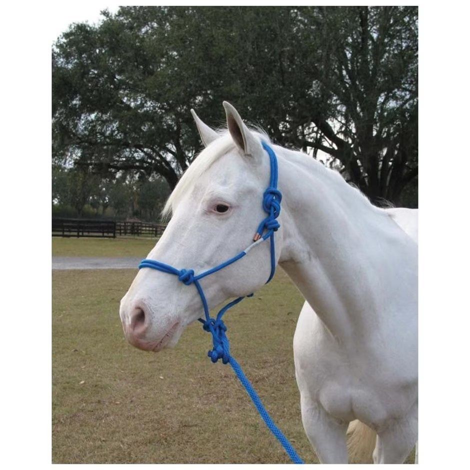 BRAIDED ROPE HALTER &amp; POLY LEAD