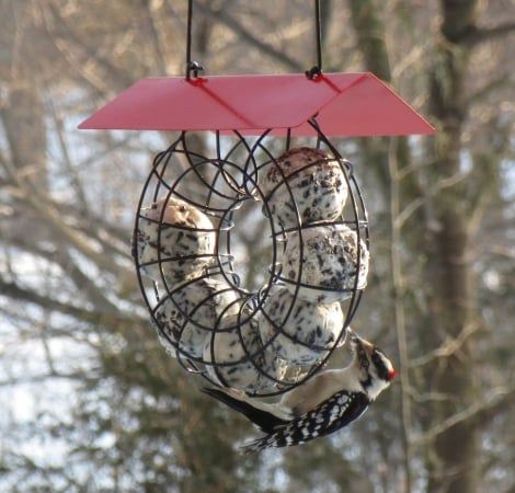 Songbird Essentials SE908 Suet &amp; Seed Ball Feeder Red Roof