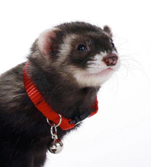 Ferret Bell Collar, Color: Red