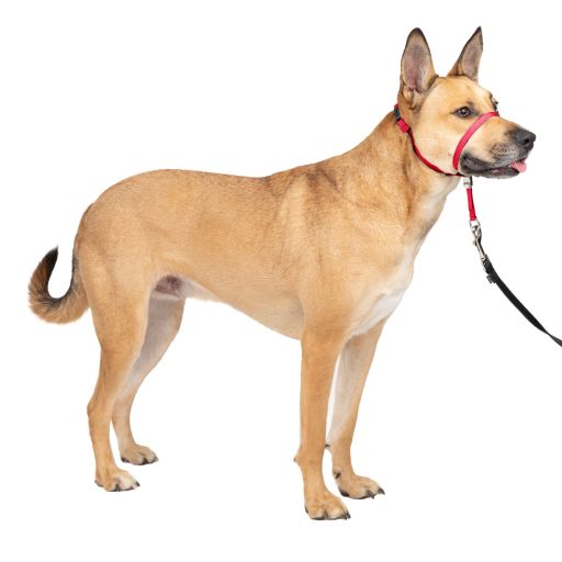 PetSafe Gentle Leader Headcollar No-Pull Dog Collar  Medium 25-60 Lb.  Red