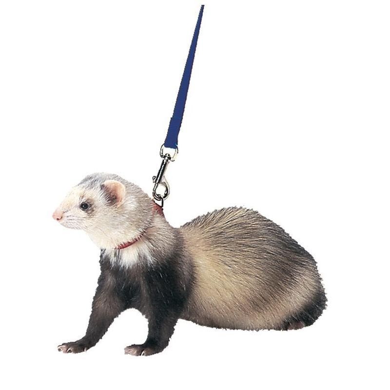 Ferret Harness &amp; Lead Blue