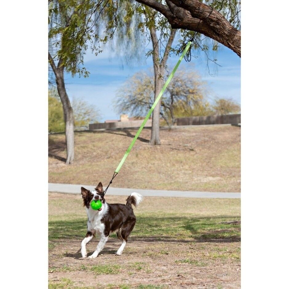 Jolly Pets JP071 Jolly Pets Tree Tugger Bungee  Green - Large