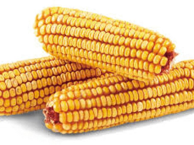 Cobbed/ Ear Corn 10 LB