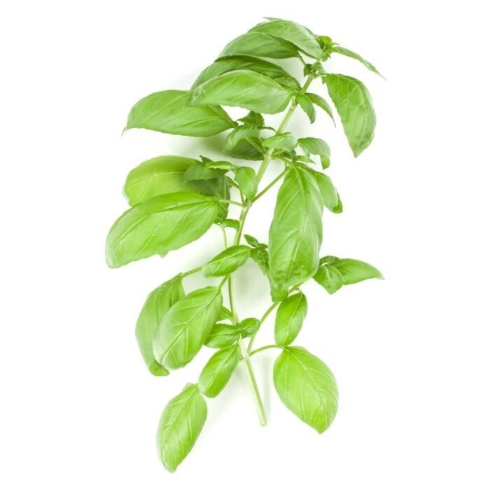 Italian Large Leaf Basil Packet-Seeds