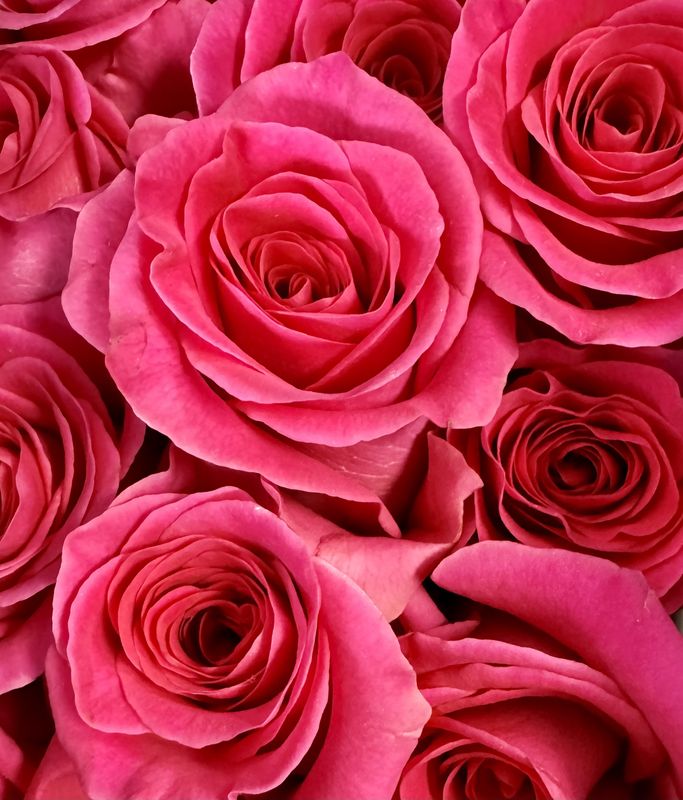 Shower Me With Roses!