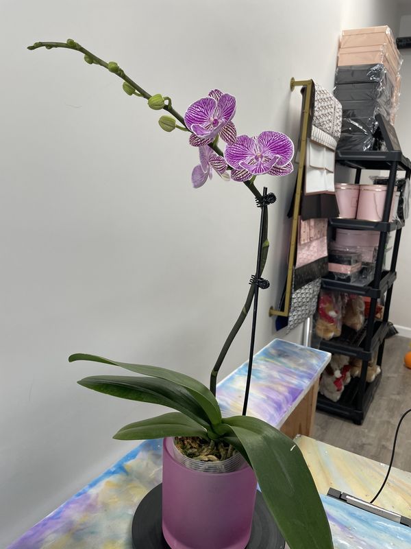 Medium Orchid